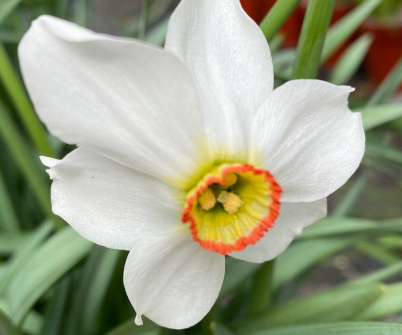 Narcissus poeticus 'Recurvus'